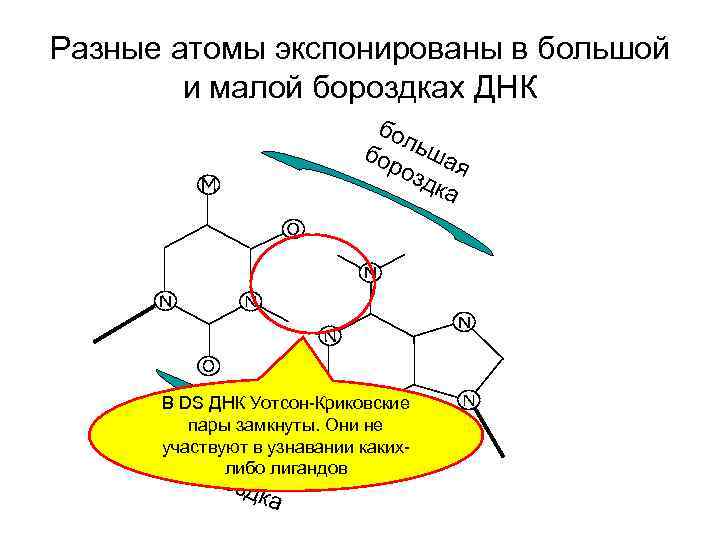 Разные атомы экспонированы в большой и малой бороздках ДНК бол бор ьша озд я