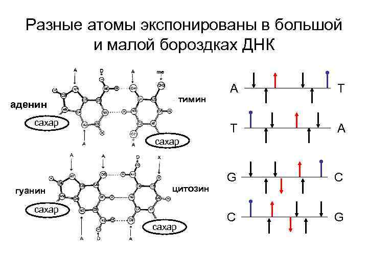 Разные атомы экспонированы в большой и малой бороздках ДНК сахар T T тимин аденин