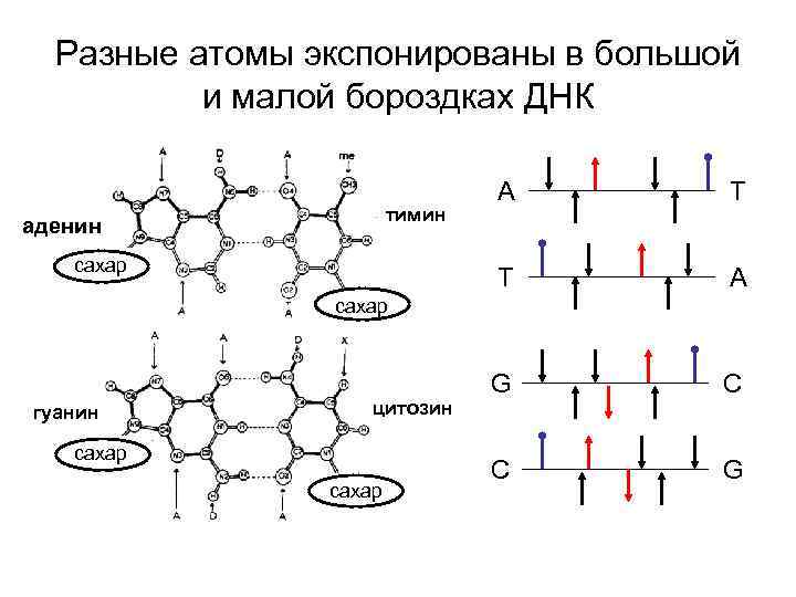 Сахар в днк. Большая и малая бороздка ДНК. Малая бороздка ДНК. Большая бороздка ДНК. Функция бороздок ДНК:.