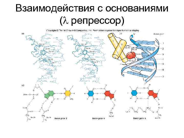 Взаимодействия с основаниями (l репрессор) 