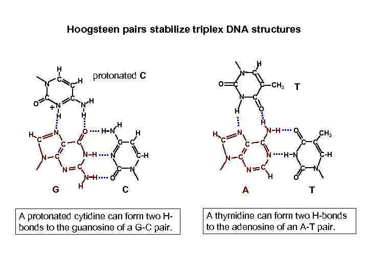 Hoogsteen pairs stabilize triplex DNA structures N C O H C C C +N