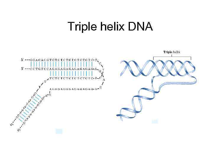 Triple helix DNA 