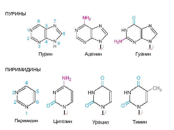 Аденину в днк соответствует