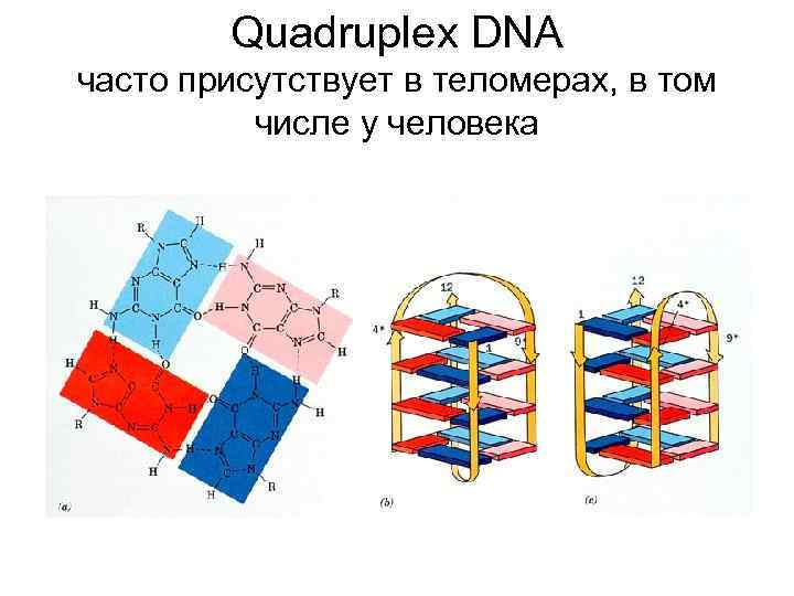Quadruplex DNA часто присутствует в теломерах, в том числе у человека 