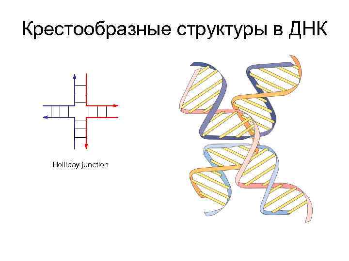 Крестообразные структуры в ДНК Holliday junction 