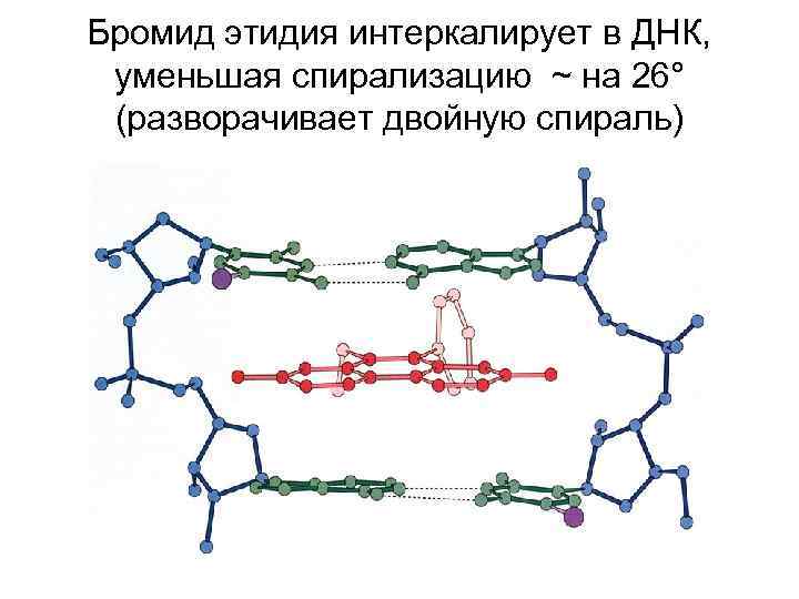 Бромид этидия интеркалирует в ДНК, уменьшая спирализацию ~ на 26° (разворачивает двойную спираль) 