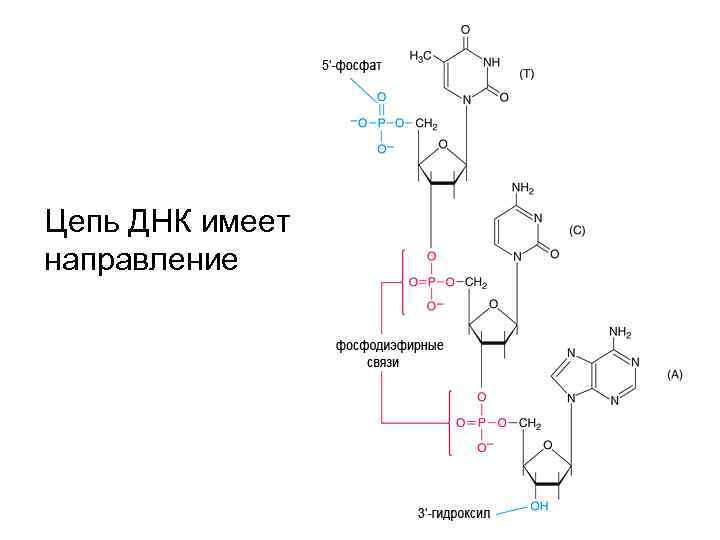 Цепь ДНК имеет направление 