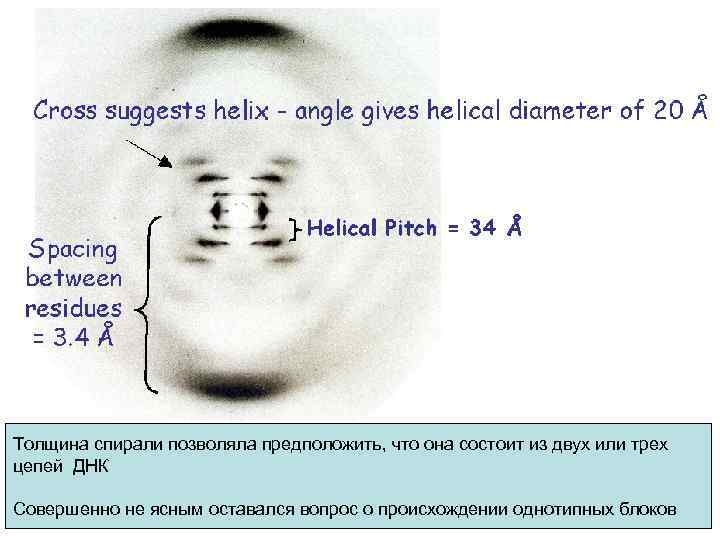 Rosalind Franklin Толщина спирали позволяла предположить, что она состоит из двух или трех Крестообразное