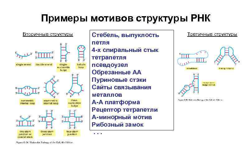 Аппарат рнк. Первичная, вторичная, третичная структура РНК. Типы РНК:. Первичная вторичная и третичная структура ТРНК. Схема строения первичной структуры РНК. Первичная и вторичная структура РНК.