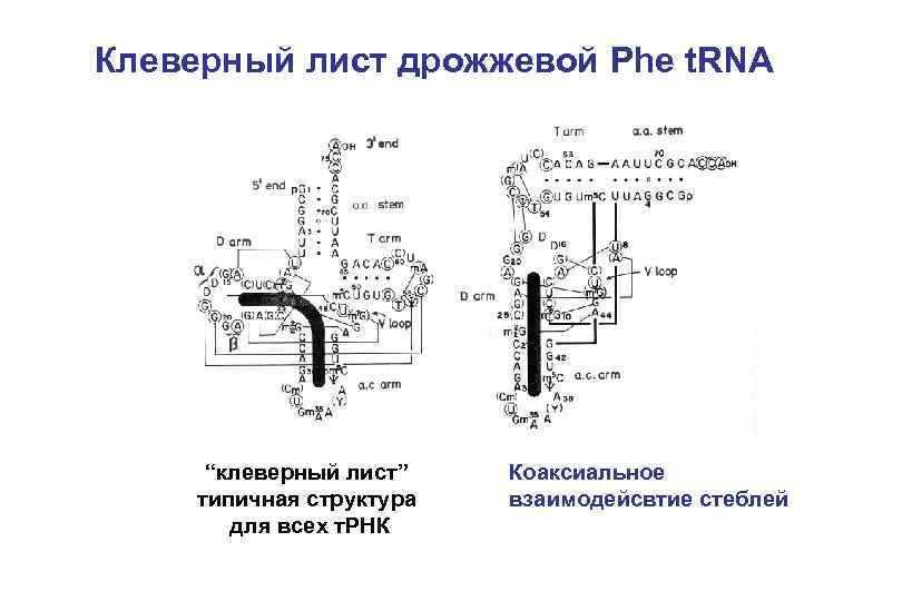 Клеверный лист дрожжевой Phe t. RNA “клеверный лист” типичная структура для всех т. РНК