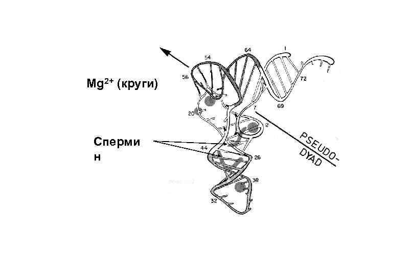 Mg 2+ (круги) Сперми н 