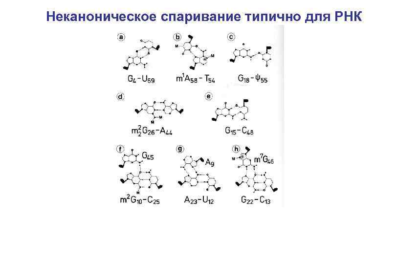 Неканоническое спаривание типично для РНК 