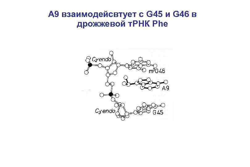 A 9 взаимодейсвтует с G 45 и G 46 в дрожжевой т. РНК Phe