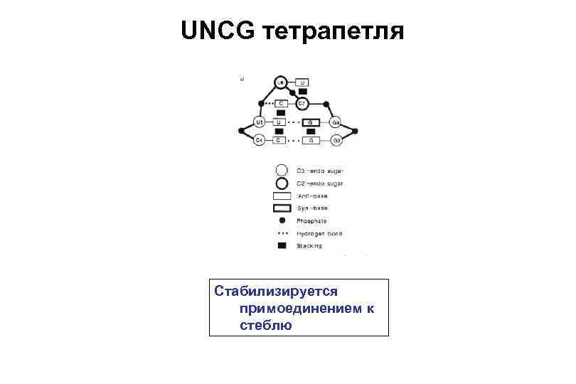 UNCG тетрапетля Стабилизируется примоединением к стеблю 