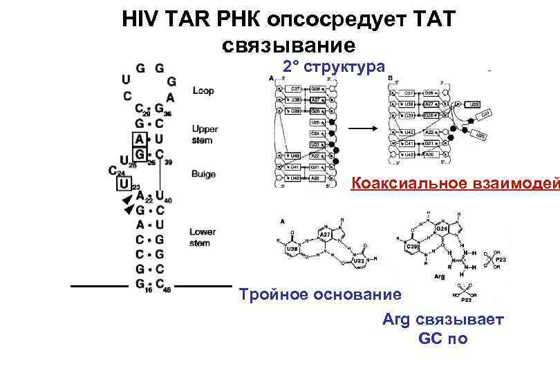 HIV TAR РНК опсосредует ТАТ связывание 2° структура Коаксиальное взаимодей Тройное основание Arg связывает