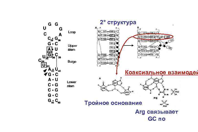 2° структура Коаксиальное взаимодей Тройное основание Arg связывает GC по 