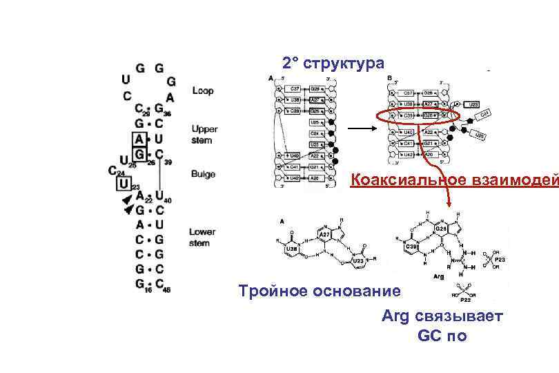 2° структура Коаксиальное взаимодей Тройное основание Arg связывает GC по 