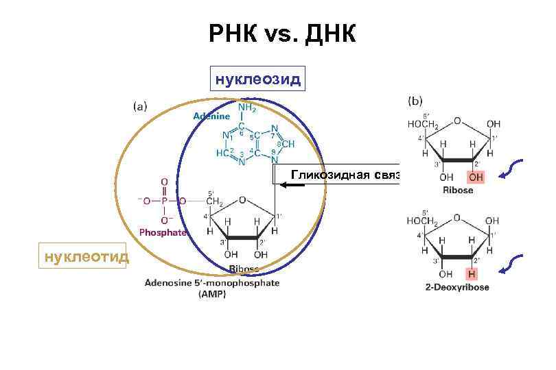 РНК vs. ДНК нуклеозид Гликозидная связьь нуклеотид 