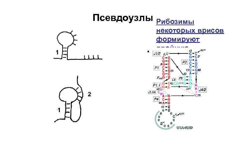 Псевдоузлы 1 2 1 Рибозимы некоторых врисов формируют двойную пседопетлю 