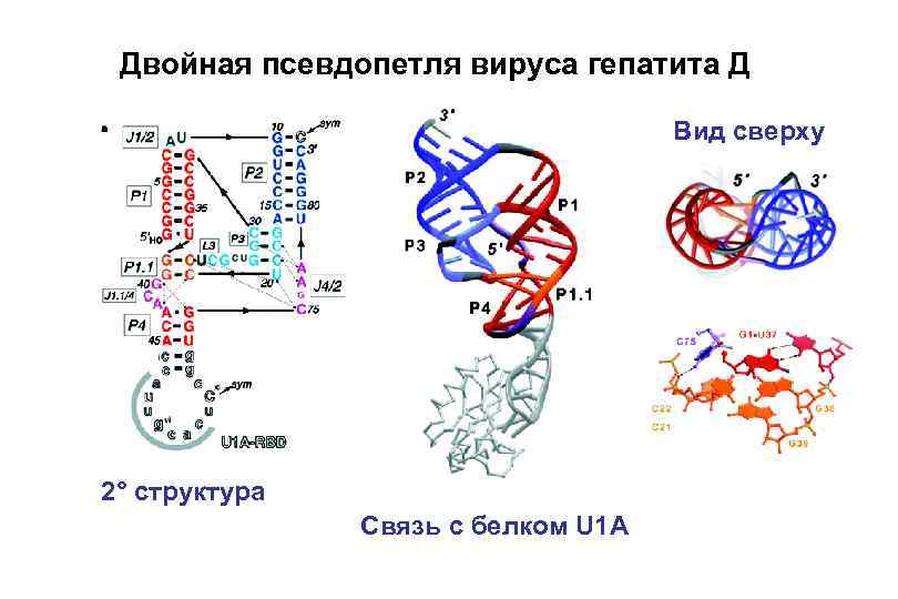 Двойная псевдопетля вируса гепатита Д Вид сверху 2° структура Связь с белком U 1