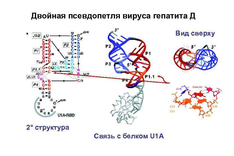 Двойная псевдопетля вируса гепатита Д Вид сверху 2° структура Связь с белком U 1