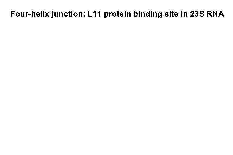 Four-helix junction: L 11 protein binding site in 23 S RNA 