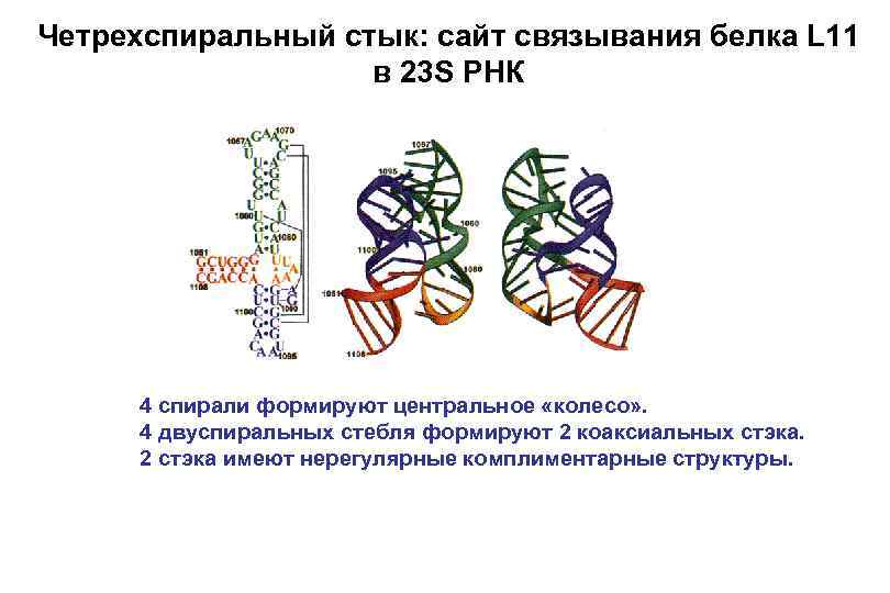 Белок л