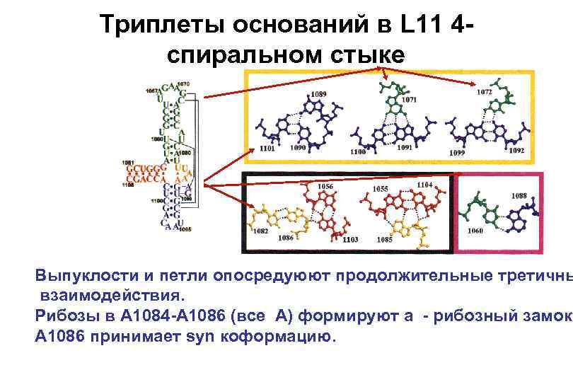 Триплеты оснований в L 11 4 спиральном стыке Выпуклости и петли опосредуюют продолжительные третичны