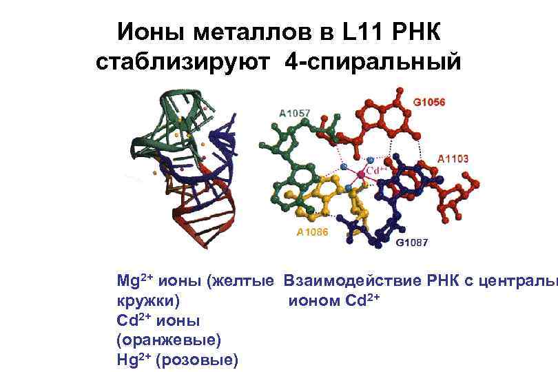 Ионы металлов в L 11 РНК стаблизируют 4 -спиральный Mg 2+ ионы (желтые Взаимодействие