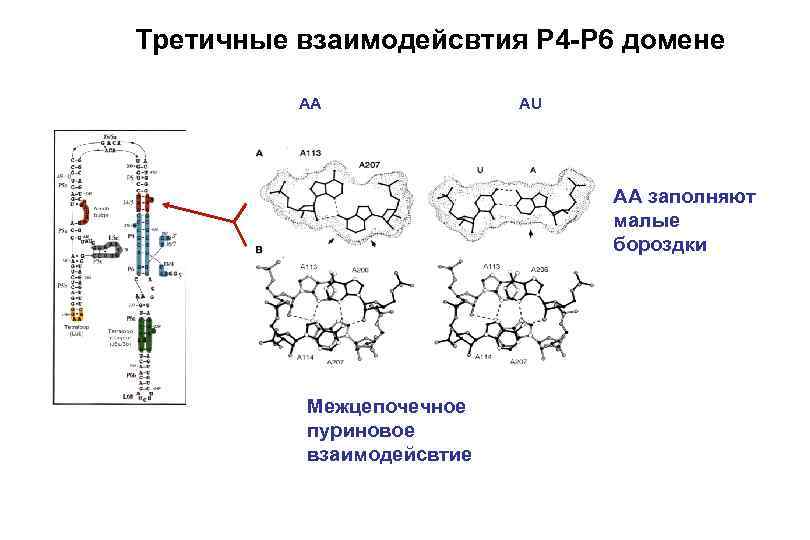 Третичные взаимодейсвтия P 4 -P 6 домене AA AU АА заполняют малые бороздки Межцепочечное