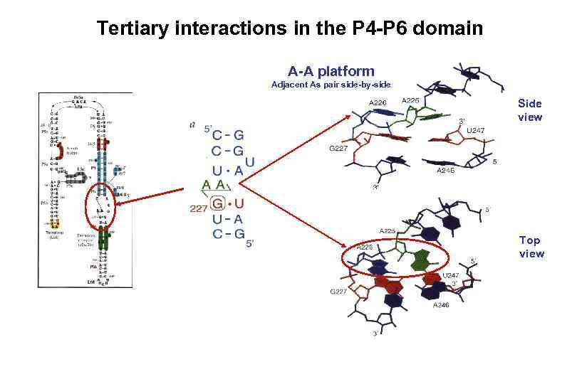 Tertiary interactions in the P 4 -P 6 domain A-A platform Adjacent As pair