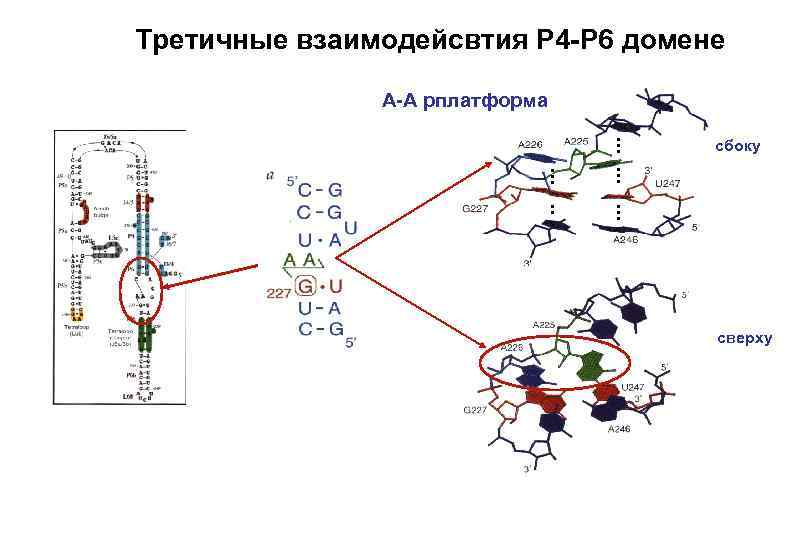 Третичные взаимодейсвтия P 4 -P 6 домене A-A pплатформа сбоку сверху 