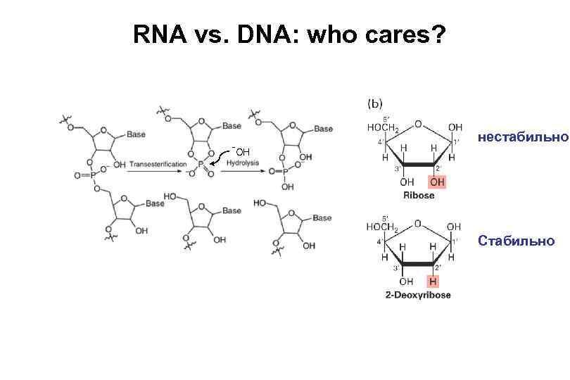 RNA vs. DNA: who cares? -OH нестабильно Стабильно 