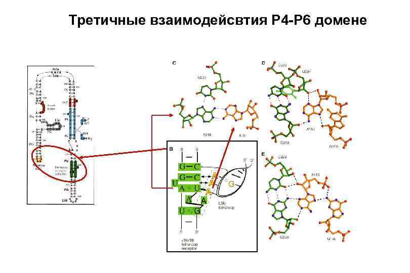 Третичные взаимодейсвтия P 4 -P 6 домене 