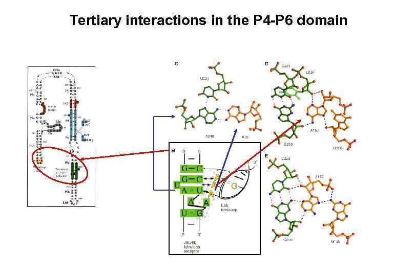 Tertiary interactions in the P 4 -P 6 domain 