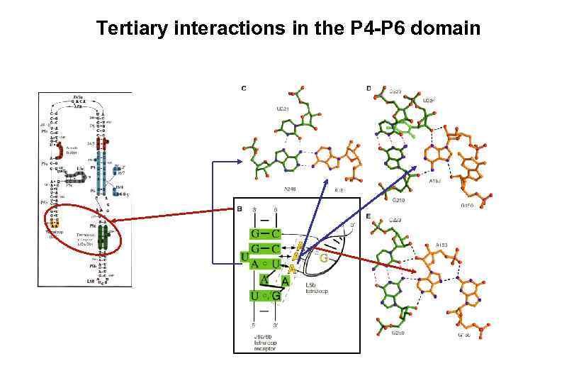 Tertiary interactions in the P 4 -P 6 domain 