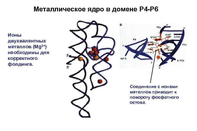 Металлическое ядро в домене P 4 -P 6 Ионы двухвалентных металлов (Mg 2+) необходимы