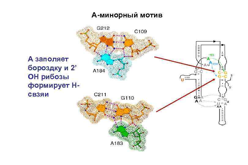 A-минорный мотив A заполяет бороздку и 2’ OH рибозы формирует Hсвзяи 