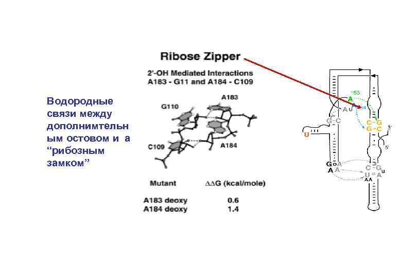 Водородные связи между дополнимтельн ым остовом и a “рибозным замком” 