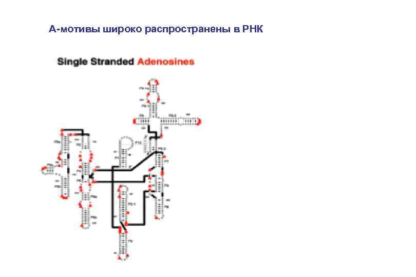 А-мотивы широко распространены в РНК 