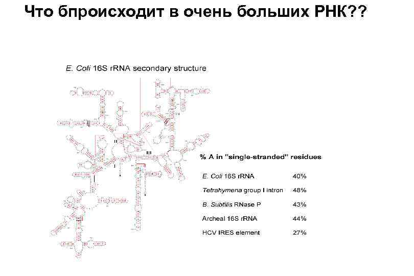 Что бпроисходит в очень больших РНК? ? 