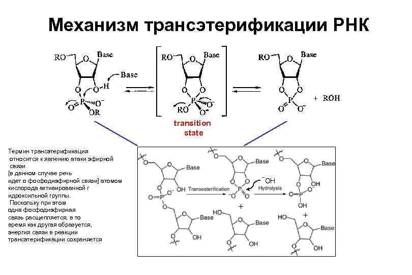 Механизм трансэтерификации РНК transition state Термин трансэтерификация относится к явлению атаки эфирной связи [в