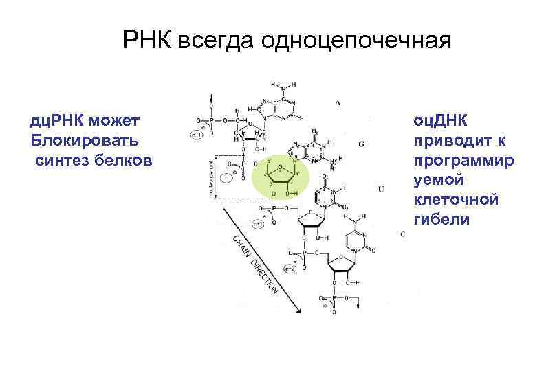 РНК всегда одноцепочечная дц. РНК может Блокировать синтез белков оц. ДНК приводит к программир