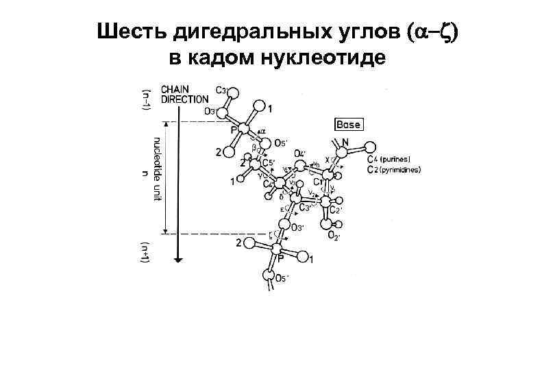 Шесть дигедральных углов ( ) в кадом нуклеотиде 