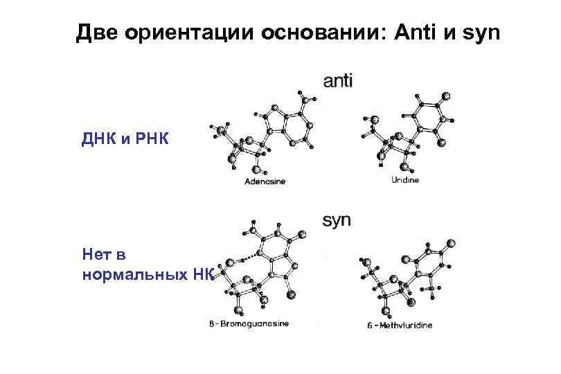 Две ориентации основании: Anti и syn ДНК и РНК Нет в нормальных НК 