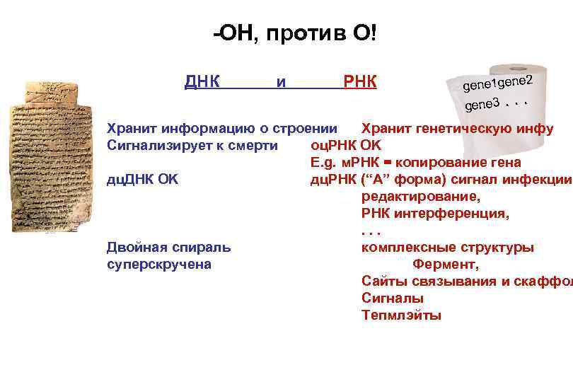 -OH, против O! ДНК и РНК 2 gene 1 gene 3. . . Хранит