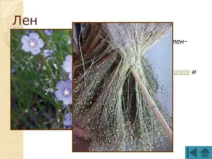 Лен Однолетнее травянистое растение Для получения волокон выращивают лендолгунец волокна находятся в длинных стеблях.