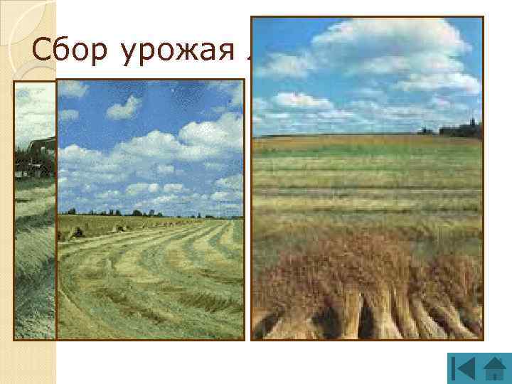 Сбор урожая льна 