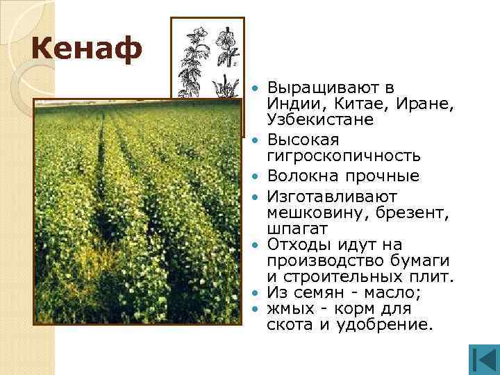 Кенаф Выращивают в Индии, Китае, Иране, Узбекистане Высокая гигроскопичность Волокна прочные Изготавливают мешковину, брезент,