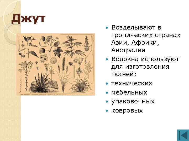 Джут Возделывают в тропических странах Азии, Африки, Австралии Волокна используют для изготовления тканей: технических